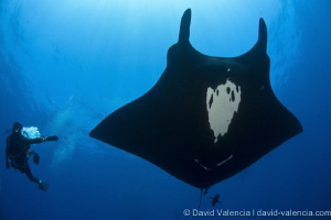 Giant Pacific Mantas are gentle and social by nature. Her... by David Valencia 